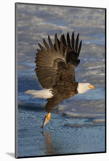 Bald Eagle Catchs a Fish in it's Talons-Hal Beral-Mounted Photographic Print