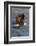 Bald Eagle Catchs a Fish in it's Talons-Hal Beral-Framed Photographic Print