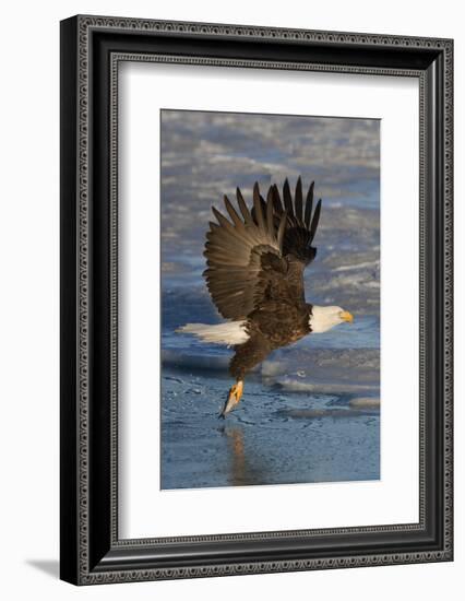 Bald Eagle Catchs a Fish in it's Talons-Hal Beral-Framed Photographic Print