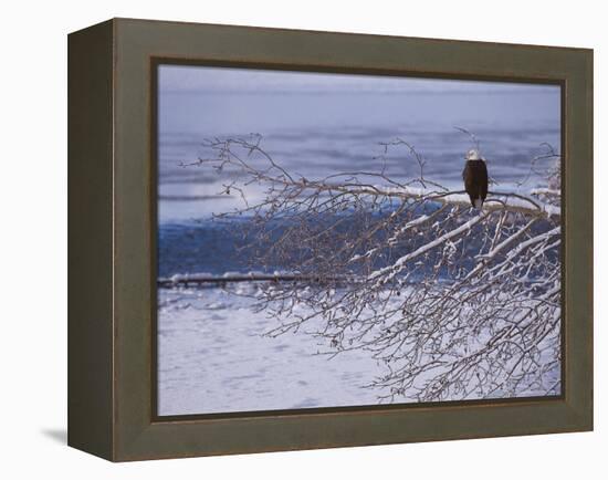 Bald Eagle, Chilkat Bald Eagle Preserve, Valley Of The Eagles, Haines, Alaska, USA-Dee Ann Pederson-Framed Premier Image Canvas