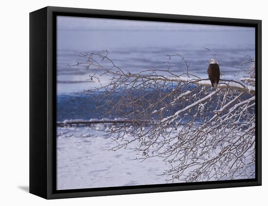 Bald Eagle, Chilkat Bald Eagle Preserve, Valley Of The Eagles, Haines, Alaska, USA-Dee Ann Pederson-Framed Premier Image Canvas