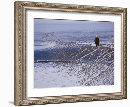 Bald Eagle, Chilkat Bald Eagle Preserve, Valley Of The Eagles, Haines, Alaska, USA-Dee Ann Pederson-Framed Photographic Print