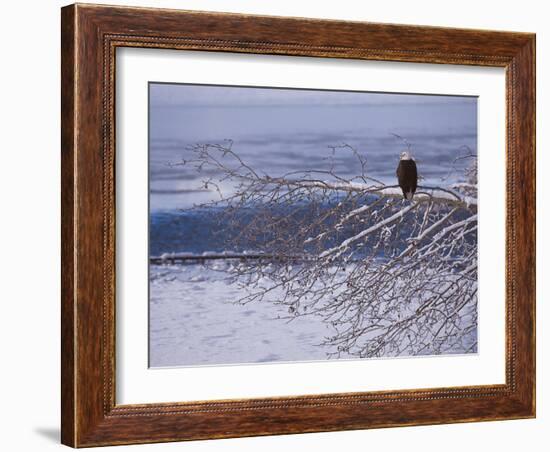 Bald Eagle, Chilkat Bald Eagle Preserve, Valley Of The Eagles, Haines, Alaska, USA-Dee Ann Pederson-Framed Photographic Print