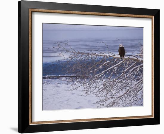 Bald Eagle, Chilkat Bald Eagle Preserve, Valley Of The Eagles, Haines, Alaska, USA-Dee Ann Pederson-Framed Photographic Print