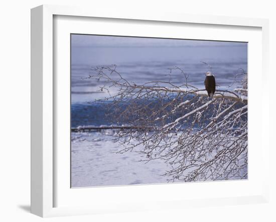 Bald Eagle, Chilkat Bald Eagle Preserve, Valley Of The Eagles, Haines, Alaska, USA-Dee Ann Pederson-Framed Photographic Print