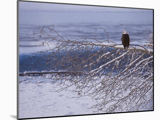 Bald Eagle, Chilkat Bald Eagle Preserve, Valley Of The Eagles, Haines, Alaska, USA-Dee Ann Pederson-Mounted Photographic Print