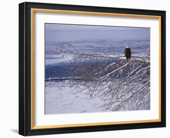 Bald Eagle, Chilkat Bald Eagle Preserve, Valley Of The Eagles, Haines, Alaska, USA-Dee Ann Pederson-Framed Photographic Print