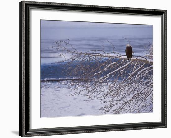 Bald Eagle, Chilkat Bald Eagle Preserve, Valley Of The Eagles, Haines, Alaska, USA-Dee Ann Pederson-Framed Photographic Print