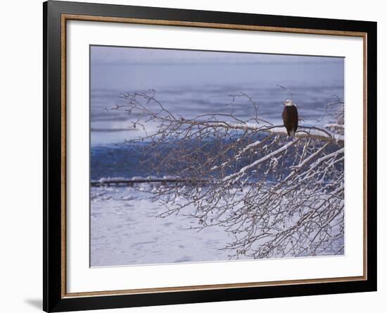 Bald Eagle, Chilkat Bald Eagle Preserve, Valley Of The Eagles, Haines, Alaska, USA-Dee Ann Pederson-Framed Photographic Print