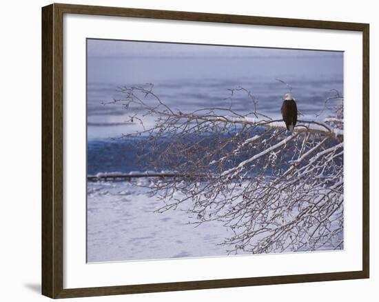 Bald Eagle, Chilkat Bald Eagle Preserve, Valley Of The Eagles, Haines, Alaska, USA-Dee Ann Pederson-Framed Photographic Print