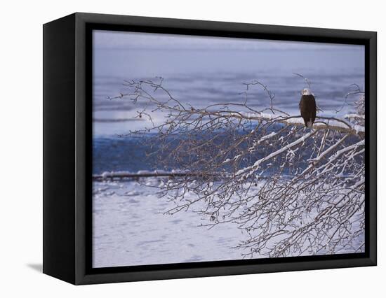Bald Eagle, Chilkat Bald Eagle Preserve, Valley Of The Eagles, Haines, Alaska, USA-Dee Ann Pederson-Framed Premier Image Canvas