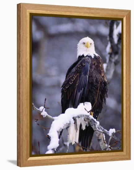 Bald Eagle, Chilkat River, AK-Elizabeth DeLaney-Framed Premier Image Canvas