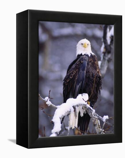 Bald Eagle, Chilkat River, AK-Elizabeth DeLaney-Framed Premier Image Canvas