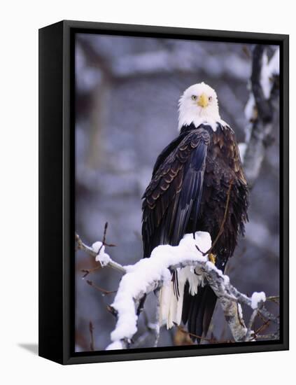 Bald Eagle, Chilkat River, AK-Elizabeth DeLaney-Framed Premier Image Canvas