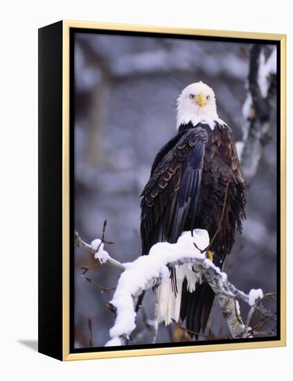 Bald Eagle, Chilkat River, AK-Elizabeth DeLaney-Framed Premier Image Canvas