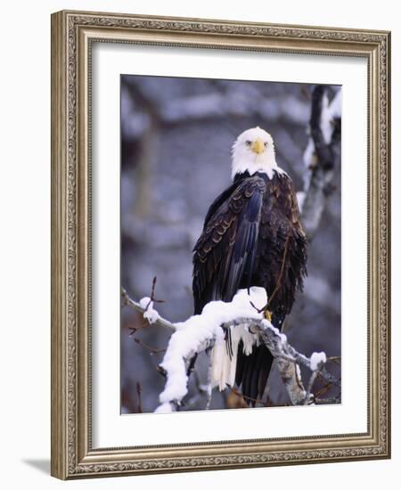 Bald Eagle, Chilkat River, AK-Elizabeth DeLaney-Framed Photographic Print