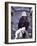 Bald Eagle, Chilkat River, AK-Elizabeth DeLaney-Framed Photographic Print