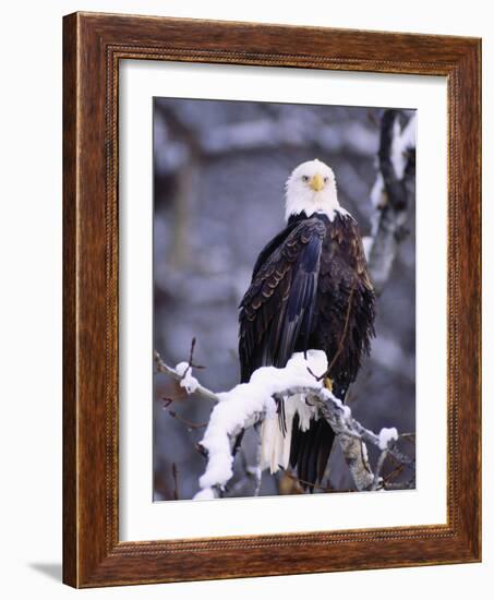 Bald Eagle, Chilkat River, AK-Elizabeth DeLaney-Framed Photographic Print