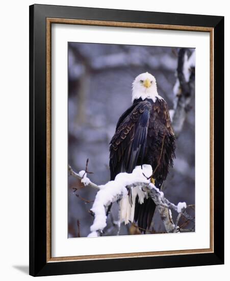 Bald Eagle, Chilkat River, AK-Elizabeth DeLaney-Framed Photographic Print