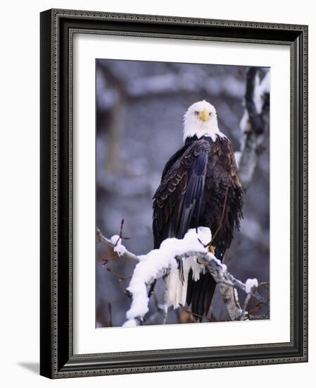 Bald Eagle, Chilkat River, AK-Elizabeth DeLaney-Framed Photographic Print