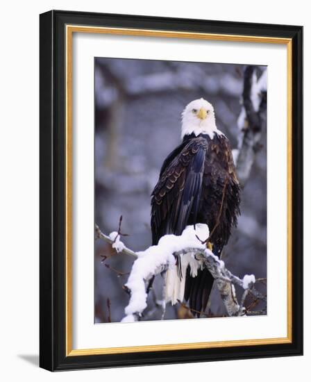 Bald Eagle, Chilkat River, AK-Elizabeth DeLaney-Framed Photographic Print