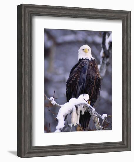 Bald Eagle, Chilkat River, AK-Elizabeth DeLaney-Framed Photographic Print