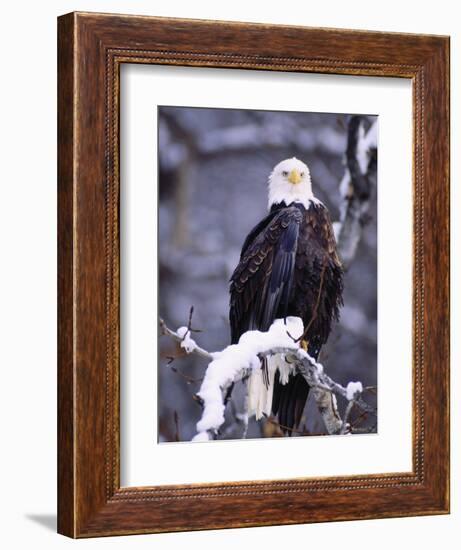 Bald Eagle, Chilkat River, AK-Elizabeth DeLaney-Framed Photographic Print