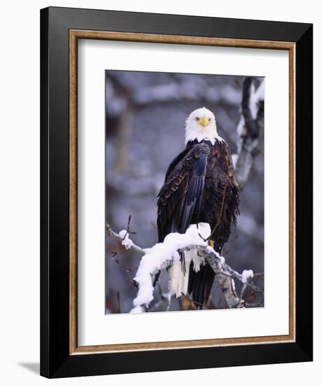 Bald Eagle, Chilkat River, AK-Elizabeth DeLaney-Framed Photographic Print