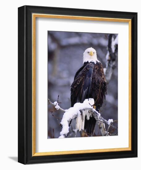 Bald Eagle, Chilkat River, AK-Elizabeth DeLaney-Framed Photographic Print