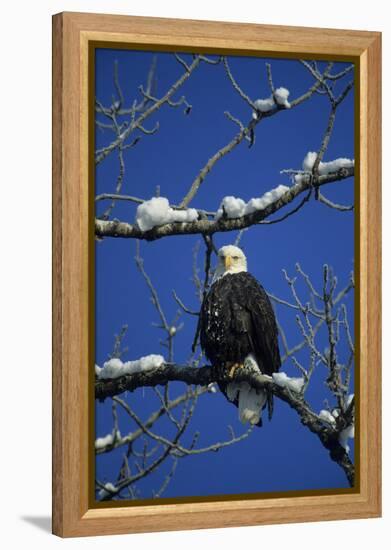 Bald Eagle, Chilkat River, Haines, Alaska, USA-Gerry Reynolds-Framed Premier Image Canvas