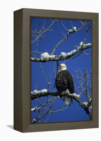 Bald Eagle, Chilkat River, Haines, Alaska, USA-Gerry Reynolds-Framed Premier Image Canvas