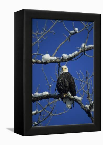 Bald Eagle, Chilkat River, Haines, Alaska, USA-Gerry Reynolds-Framed Premier Image Canvas