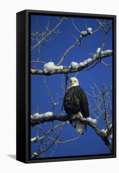 Bald Eagle, Chilkat River, Haines, Alaska, USA-Gerry Reynolds-Framed Premier Image Canvas
