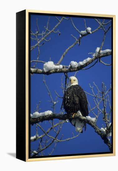 Bald Eagle, Chilkat River, Haines, Alaska, USA-Gerry Reynolds-Framed Premier Image Canvas