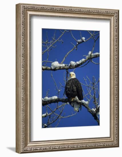 Bald Eagle, Chilkat River, Haines, Alaska, USA-Gerry Reynolds-Framed Photographic Print