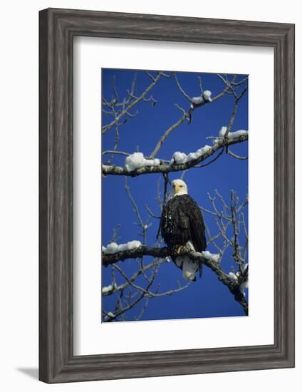 Bald Eagle, Chilkat River, Haines, Alaska, USA-Gerry Reynolds-Framed Photographic Print