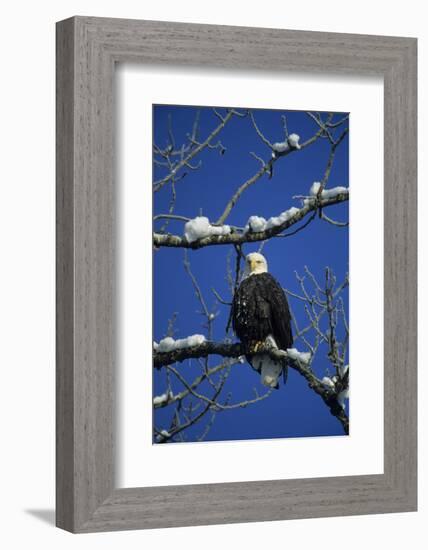 Bald Eagle, Chilkat River, Haines, Alaska, USA-Gerry Reynolds-Framed Photographic Print