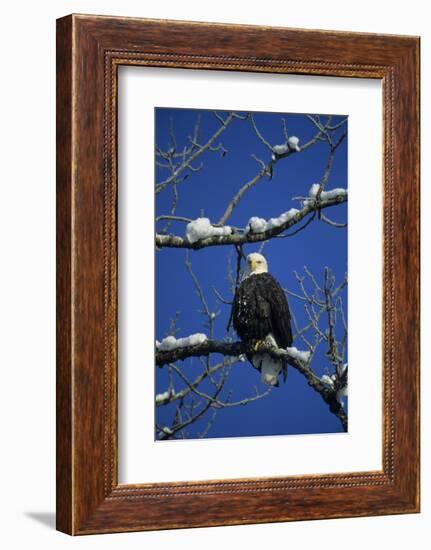 Bald Eagle, Chilkat River, Haines, Alaska, USA-Gerry Reynolds-Framed Photographic Print