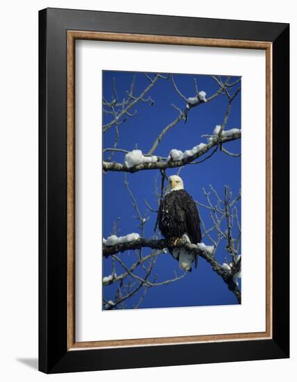 Bald Eagle, Chilkat River, Haines, Alaska, USA-Gerry Reynolds-Framed Photographic Print