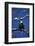 Bald Eagle, Chilkat River, Haines, Alaska, USA-Gerry Reynolds-Framed Photographic Print