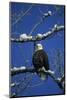 Bald Eagle, Chilkat River, Haines, Alaska, USA-Gerry Reynolds-Mounted Photographic Print