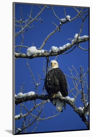 Bald Eagle, Chilkat River, Haines, Alaska, USA-Gerry Reynolds-Mounted Photographic Print