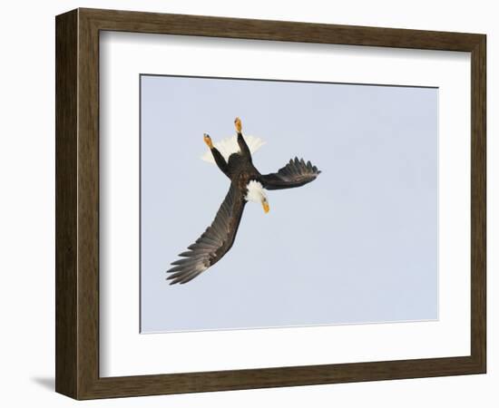 Bald Eagle Dive for Prey, Homer, Alaska, USA-Arthur Morris-Framed Photographic Print