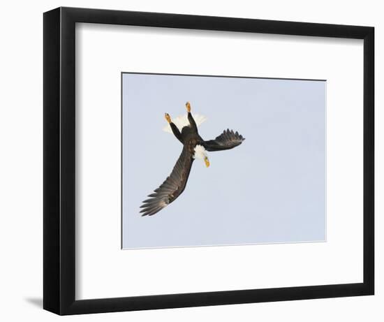 Bald Eagle Dive for Prey, Homer, Alaska, USA-Arthur Morris-Framed Photographic Print