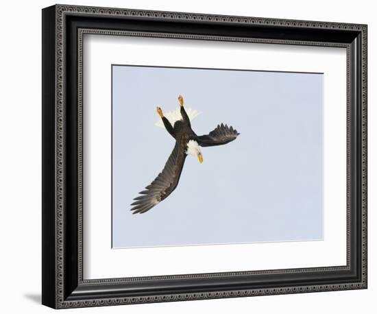 Bald Eagle Dive for Prey, Homer, Alaska, USA-Arthur Morris-Framed Photographic Print