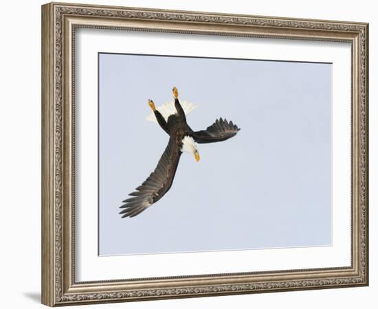 Bald Eagle Dive for Prey, Homer, Alaska, USA-Arthur Morris-Framed Photographic Print