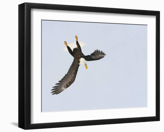 Bald Eagle Dive for Prey, Homer, Alaska, USA-Arthur Morris-Framed Photographic Print