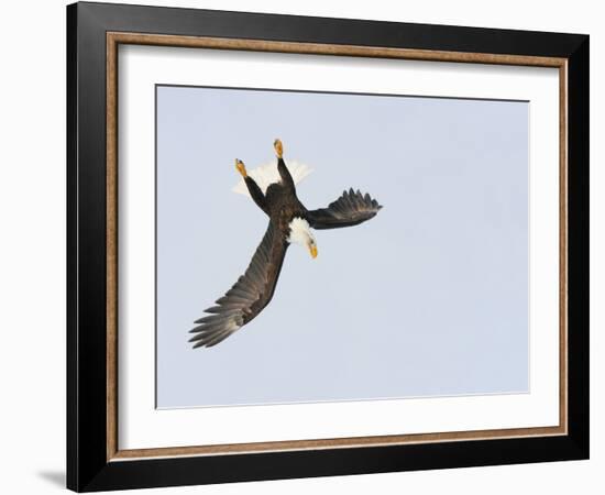 Bald Eagle Dive for Prey, Homer, Alaska, USA-Arthur Morris-Framed Photographic Print