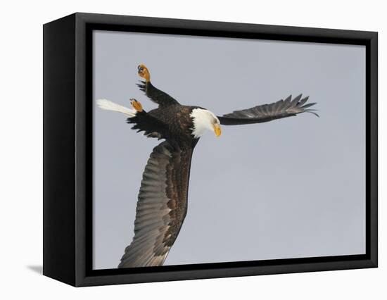 Bald Eagle Dive for Prey, Homer, Alaska, USA-Arthur Morris-Framed Premier Image Canvas