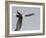 Bald Eagle Dive for Prey, Homer, Alaska, USA-Arthur Morris-Framed Photographic Print